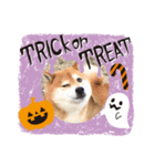 柴ハロウィン（個別スタンプ：3）