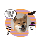 柴ハロウィン（個別スタンプ：4）