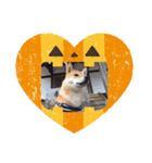 柴ハロウィン（個別スタンプ：5）