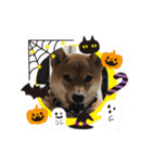 柴ハロウィン（個別スタンプ：7）