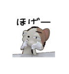 三毛猫むーつん 日常リアクション（個別スタンプ：7）