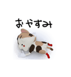 三毛猫むーつん 日常リアクション（個別スタンプ：24）