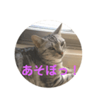 アメショのルイくん日常編（個別スタンプ：4）