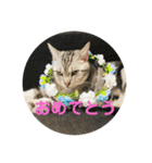 アメショのルイくん日常編（個別スタンプ：7）