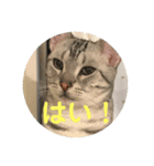 アメショのルイくん日常編（個別スタンプ：9）