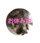 アメショのルイくん日常編（個別スタンプ：12）