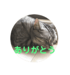 アメショのルイくん日常編（個別スタンプ：14）
