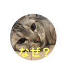アメショのルイくん日常編（個別スタンプ：15）