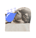 こはむぎげんまいver.1（個別スタンプ：2）