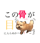 こはむぎげんまいver.1（個別スタンプ：3）