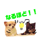 こはむぎげんまいver.1（個別スタンプ：15）
