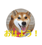 柴犬むぎちゃん（個別スタンプ：1）