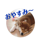 柴犬むぎちゃん（個別スタンプ：2）