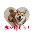柴犬むぎちゃん（個別スタンプ：3）