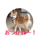 柴犬むぎちゃん（個別スタンプ：4）