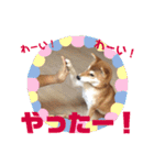 柴犬むぎちゃん（個別スタンプ：5）