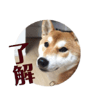 柴犬むぎちゃん（個別スタンプ：6）