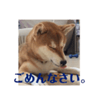 柴犬むぎちゃん（個別スタンプ：7）