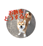 柴犬むぎちゃん（個別スタンプ：8）