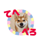 柴犬むぎちゃん（個別スタンプ：9）