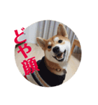 柴犬むぎちゃん（個別スタンプ：10）