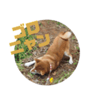 柴犬むぎちゃん（個別スタンプ：11）