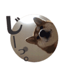 柴犬むぎちゃん（個別スタンプ：12）