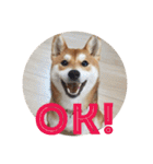 柴犬むぎちゃん（個別スタンプ：13）