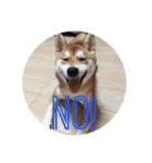 柴犬むぎちゃん（個別スタンプ：14）