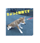 柴犬むぎちゃん（個別スタンプ：15）