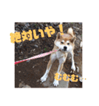 柴犬むぎちゃん（個別スタンプ：16）