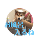 柴犬むぎちゃん（個別スタンプ：17）