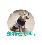 柴犬むぎちゃん（個別スタンプ：18）