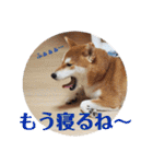 柴犬むぎちゃん（個別スタンプ：19）