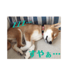 柴犬むぎちゃん（個別スタンプ：20）