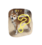 柴犬むぎちゃん（個別スタンプ：21）