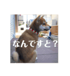 柴犬むぎちゃん（個別スタンプ：22）