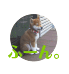 柴犬むぎちゃん（個別スタンプ：23）