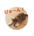 柴犬むぎちゃん（個別スタンプ：24）