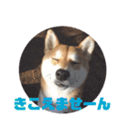 柴犬むぎちゃん（個別スタンプ：25）