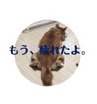 柴犬むぎちゃん（個別スタンプ：26）