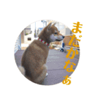 柴犬むぎちゃん（個別スタンプ：27）
