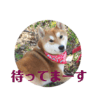 柴犬むぎちゃん（個別スタンプ：28）