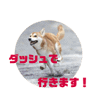 柴犬むぎちゃん（個別スタンプ：29）