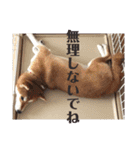 柴犬むぎちゃん（個別スタンプ：30）