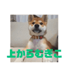 柴犬むぎちゃん（個別スタンプ：31）