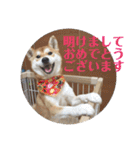 柴犬むぎちゃん（個別スタンプ：33）
