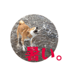 柴犬むぎちゃん（個別スタンプ：35）