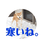 柴犬むぎちゃん（個別スタンプ：36）