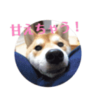 柴犬むぎちゃん（個別スタンプ：37）